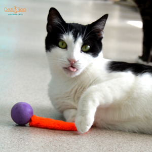 Wiggly Ping - Cat Toy Plastic Pong Ball