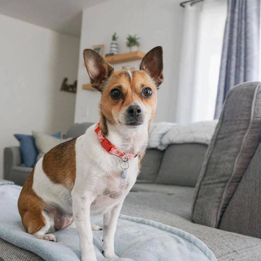 🌹 Best-Selling Floral Dog Collar – Elegant, Durable & Everyday Ready 🐾