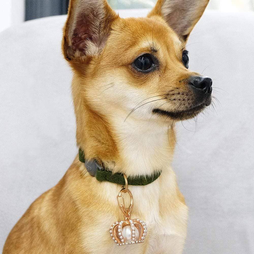 🌸👑 Flower & Pendant Dog Collar Accessory Set