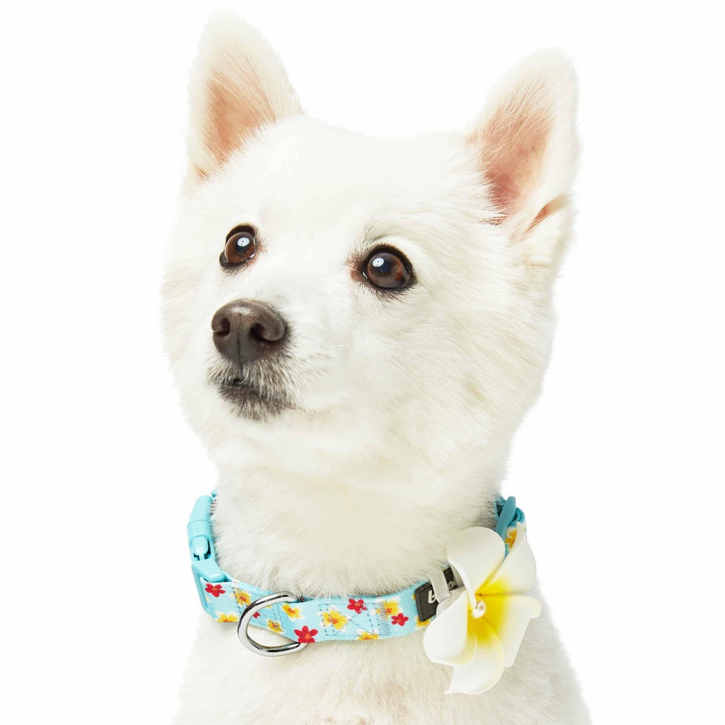 🌺 Tropical Flower Dog Collar – Bright, Durable & Stylish Everyday Wear 🐾
