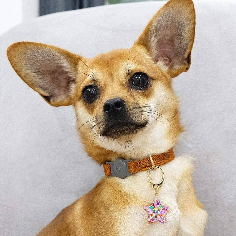🌸👑 Flower & Pendant Dog Collar Accessory Set