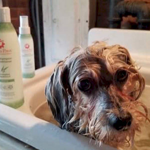 🌿🍃 Eucalyptus Peppermint 4.5 oz Spray