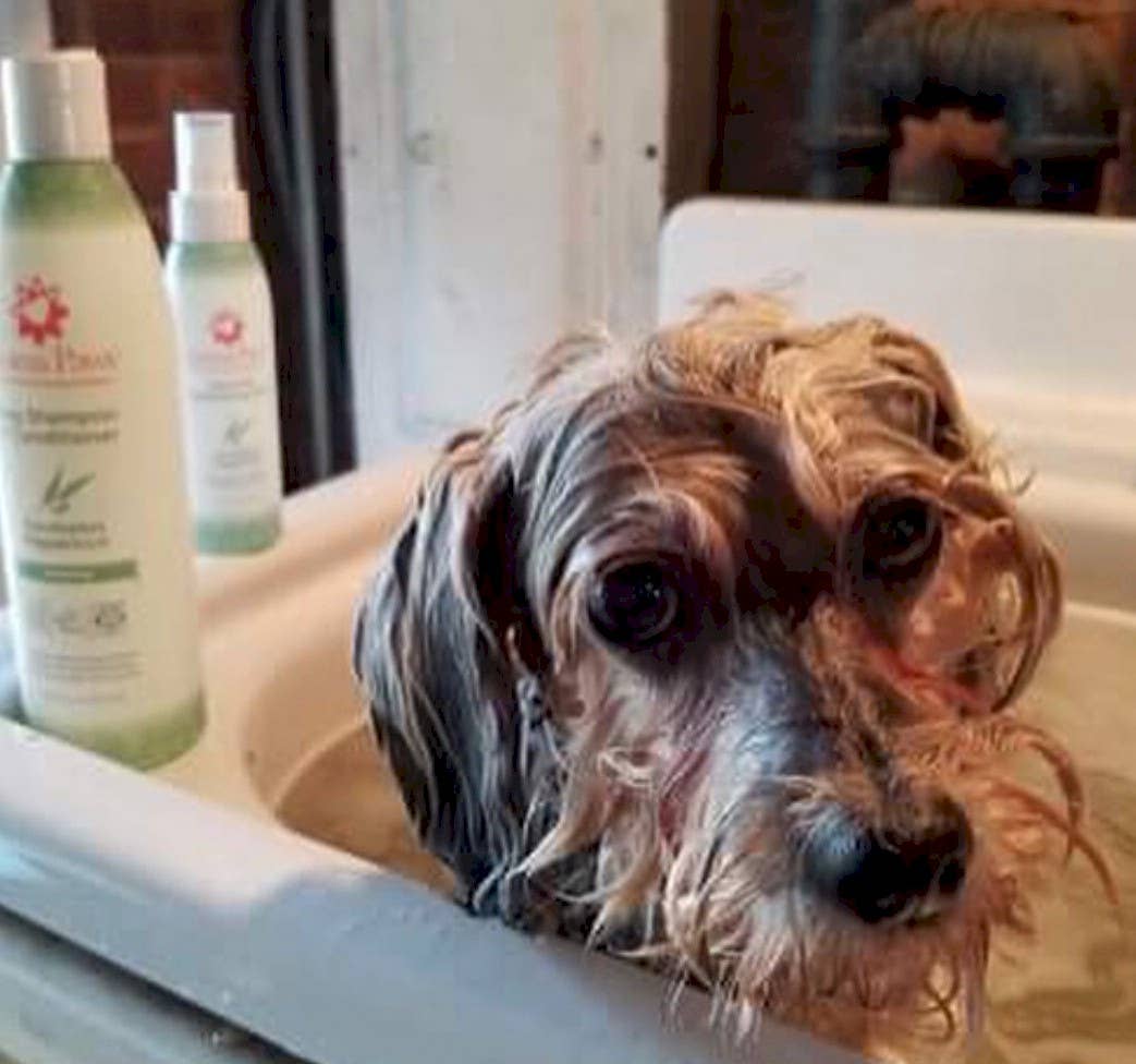 🐾Eucalyptus Peppermint Shampoo