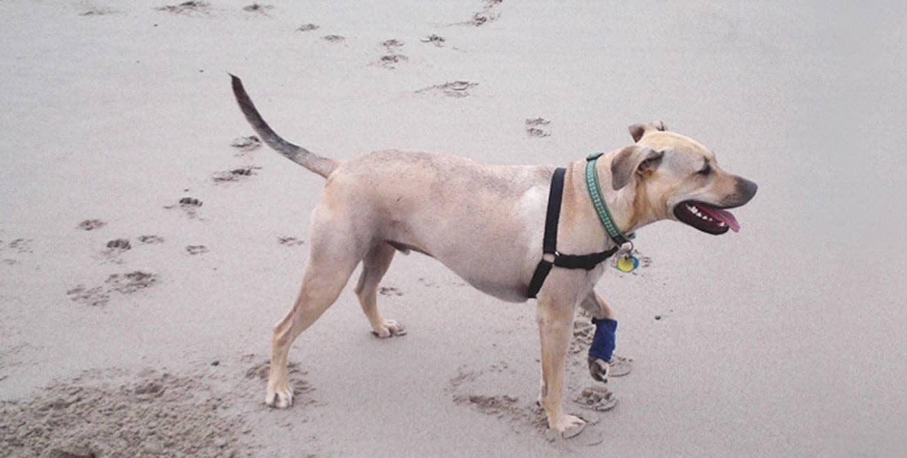 🐾 The Healers Elastic Wrap Leg Bandage with Gauze Pads – Secure, Reusable Wound Care for Dogs