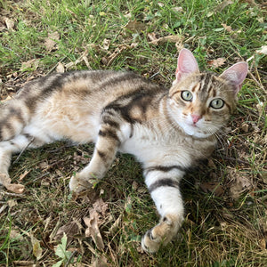 Plant-Based Calming Collar for Cats