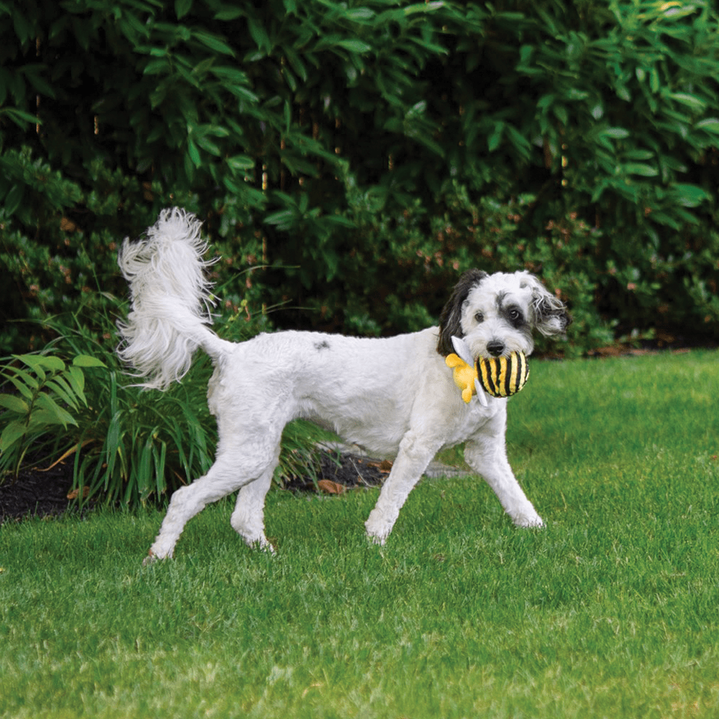 🐝💛 Faball™ Bumble Bee Dog Toy