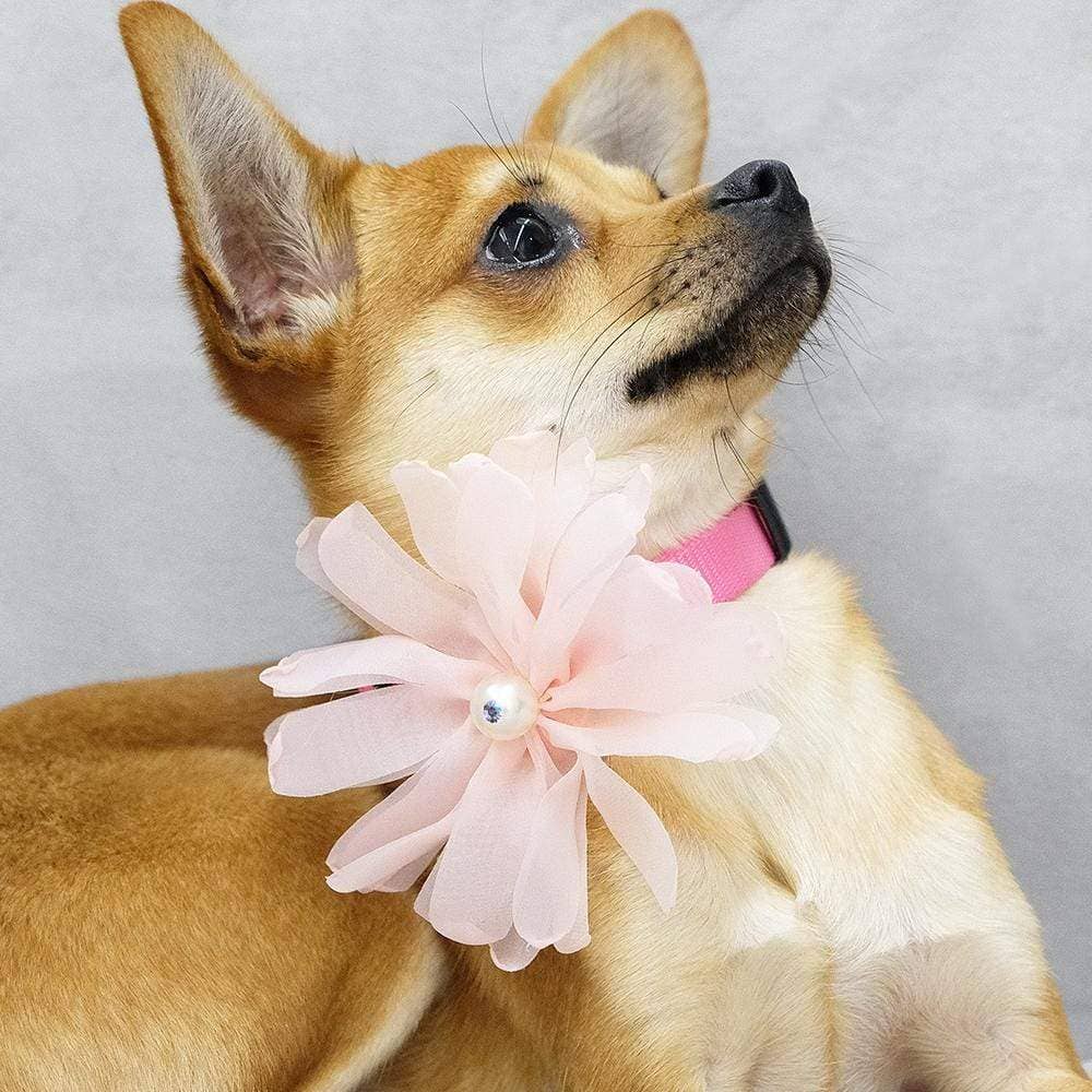 🌸👑 Flower & Pendant Dog Collar Accessory Set