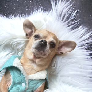 Quilted Sniffany Bow Coat