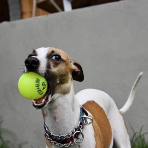 Fetch and Glow Ball