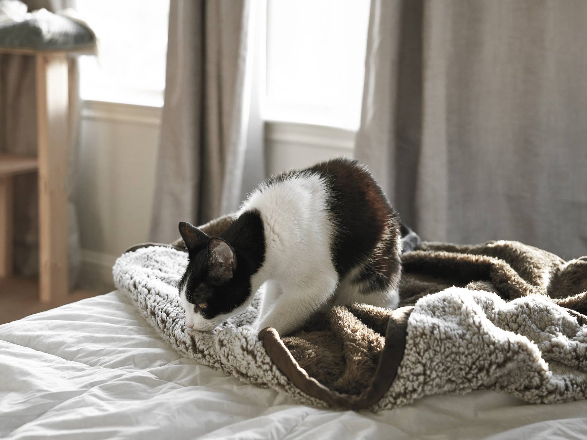 Pawtect® Blankets, Waterproof Pet Blankets