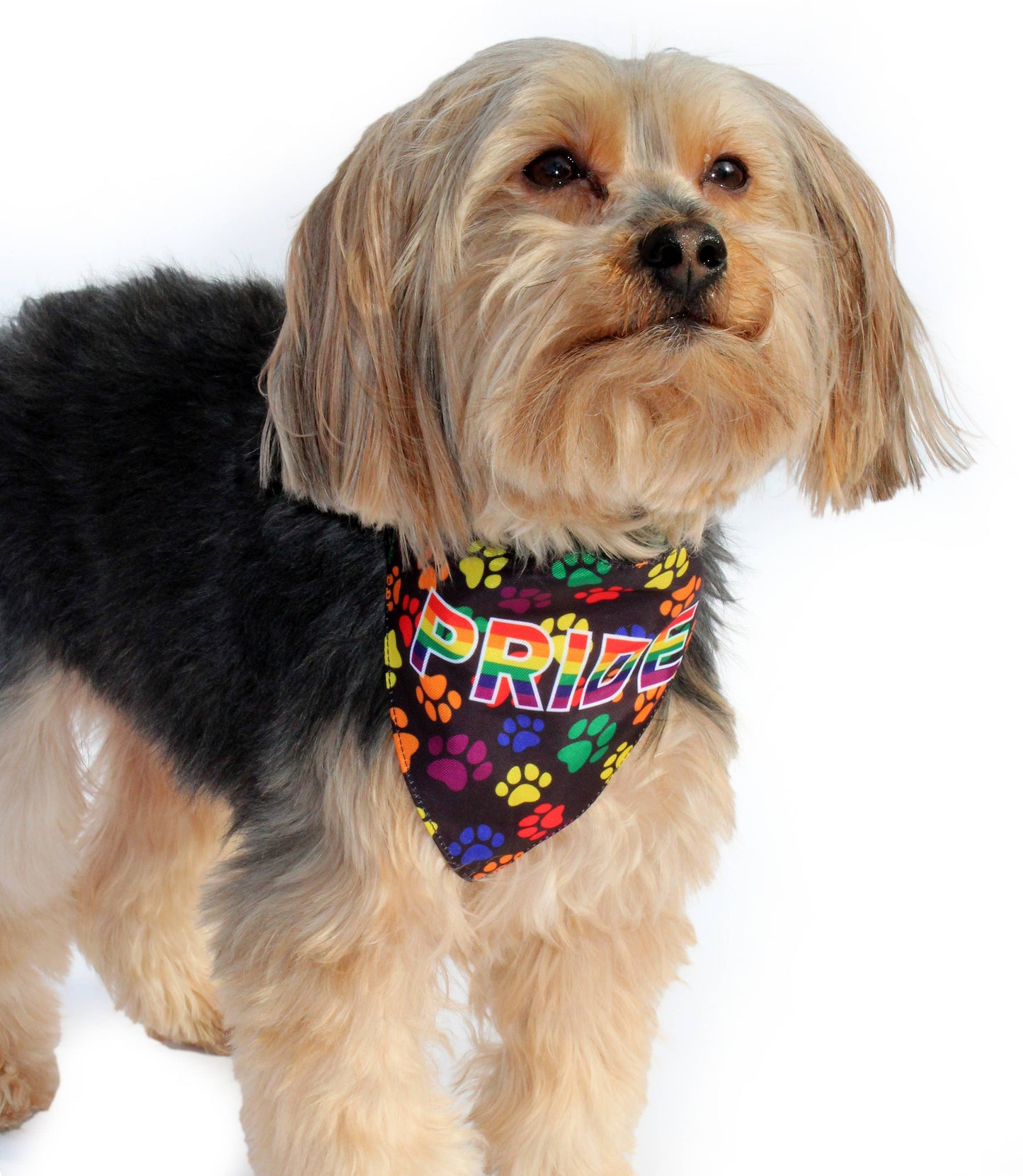 🌈🐾 HIP DOGGIE PRIDE Dog Bandana