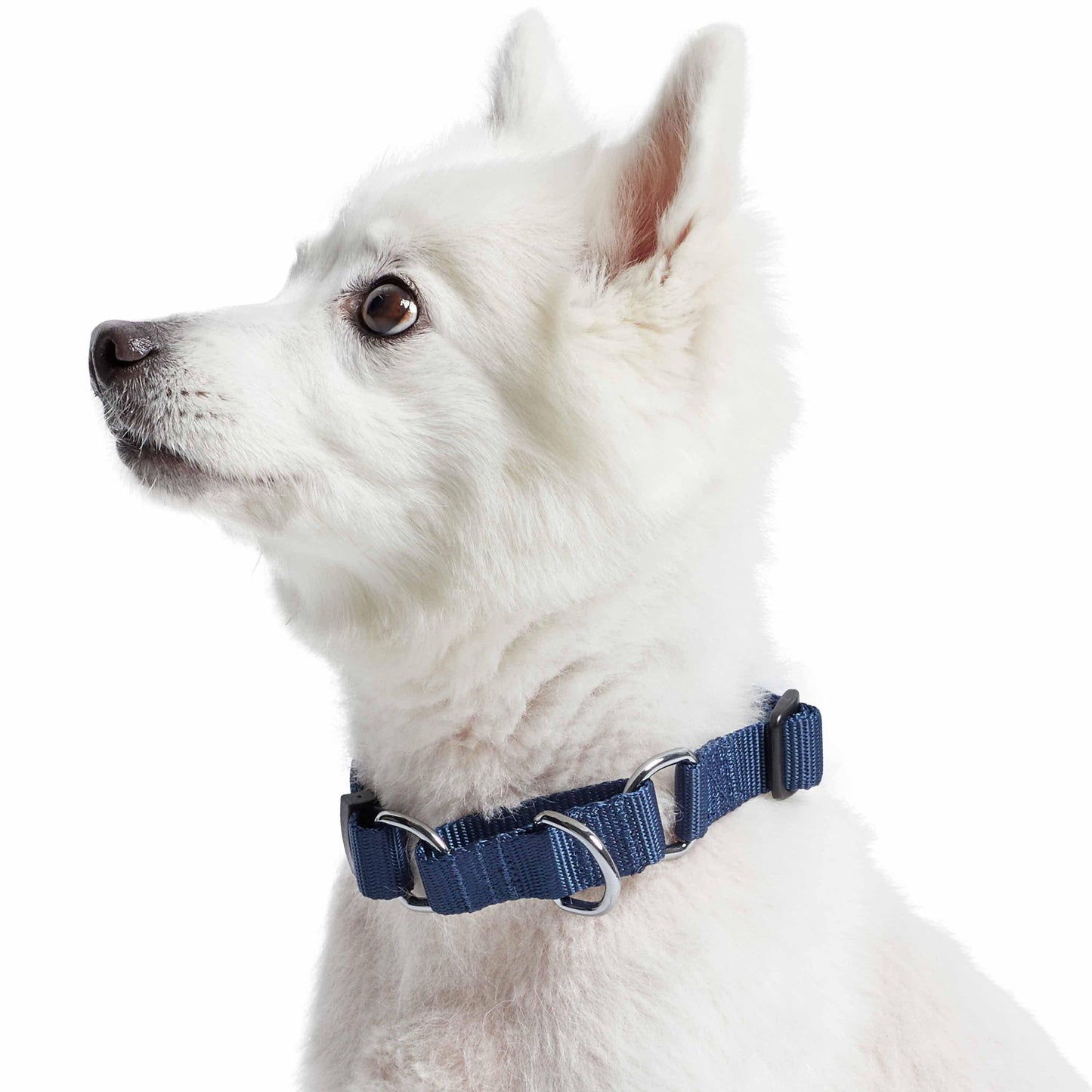 🐾🔒Classic Martingale Dog Collar
