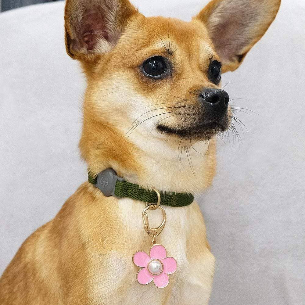 🌸👑 Flower & Pendant Dog Collar Accessory Set