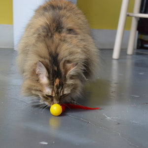 Wiggly Pong - Cat Toy Plastic Ball