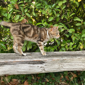 Plant-Based Calming Collar for Cats