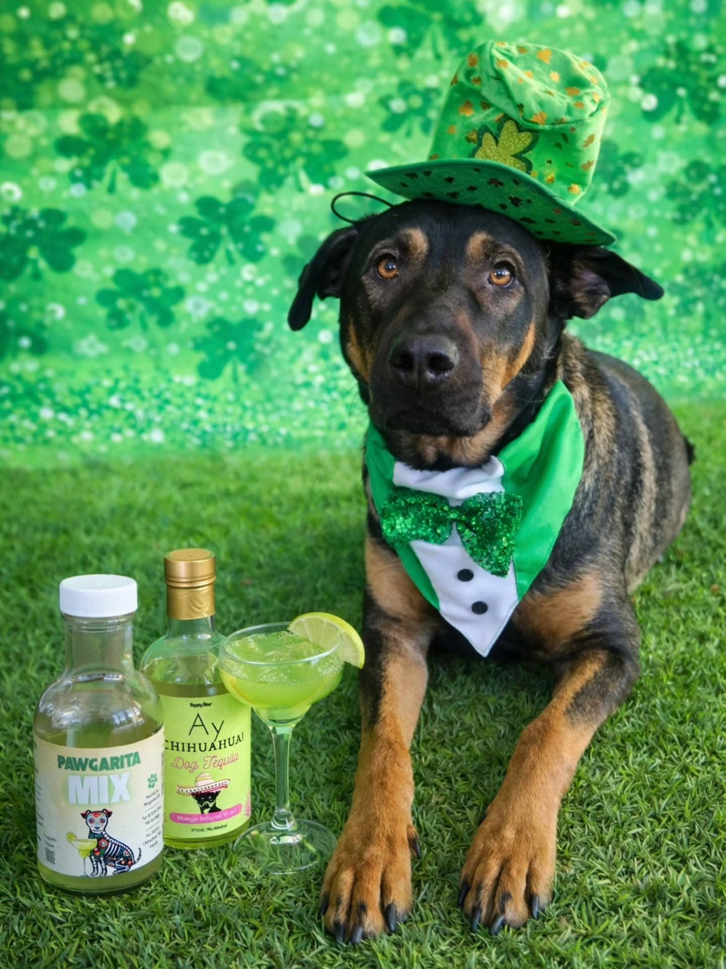🍹🐾 Yappy Hour™ Original Dog Margarita Kit 🌵🐶