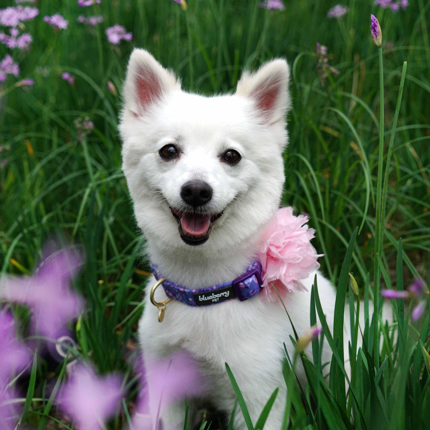 🌸 Floral Dog Collar with Pink Peony – Elegant, Feminine & Fashion-Forward 🐾