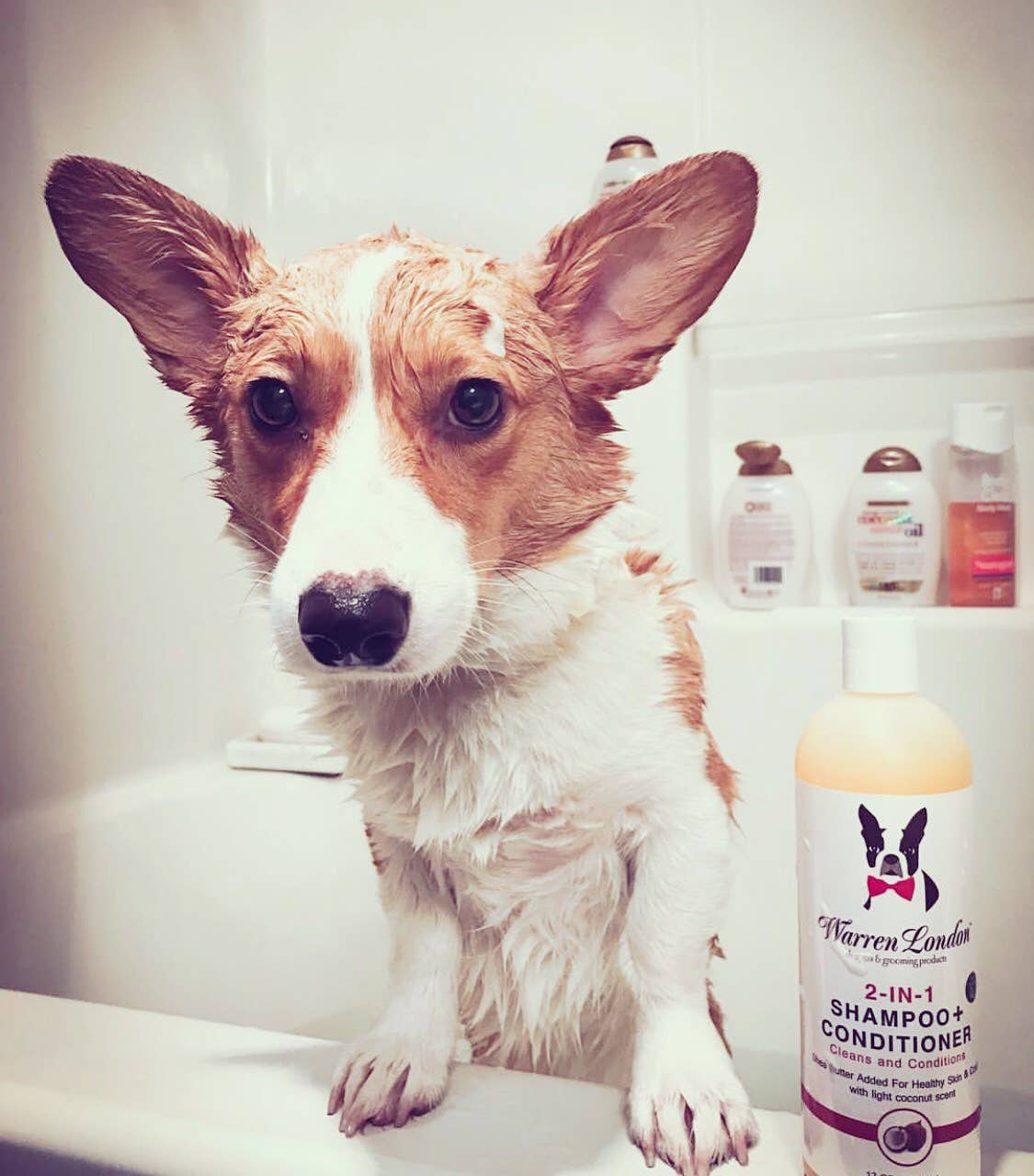 Shampoo: 2 in 1 plus Conditioner