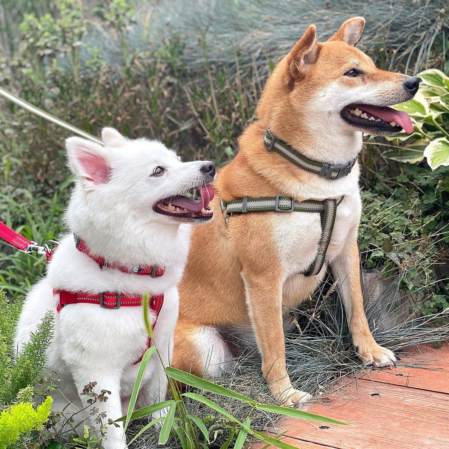 🌙🐾Better Basics Reflective Dog Harness