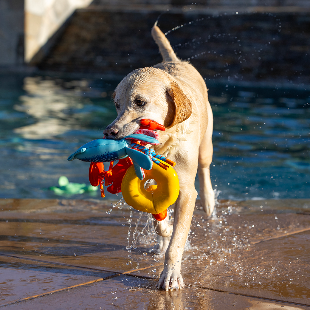 🏖️☀️🐶 Pool Floatie Plush Dog Toy – Summer Splash Collection 🌊🦩
