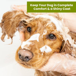 Organic Olive Oil 13.5 oz Shampoo