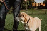 🐕 Martingale Dog Collar – Premium Leather & Stainless Steel Training Collar 🖤✨