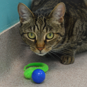 Wiggly Pong - Cat Toy Plastic Ball