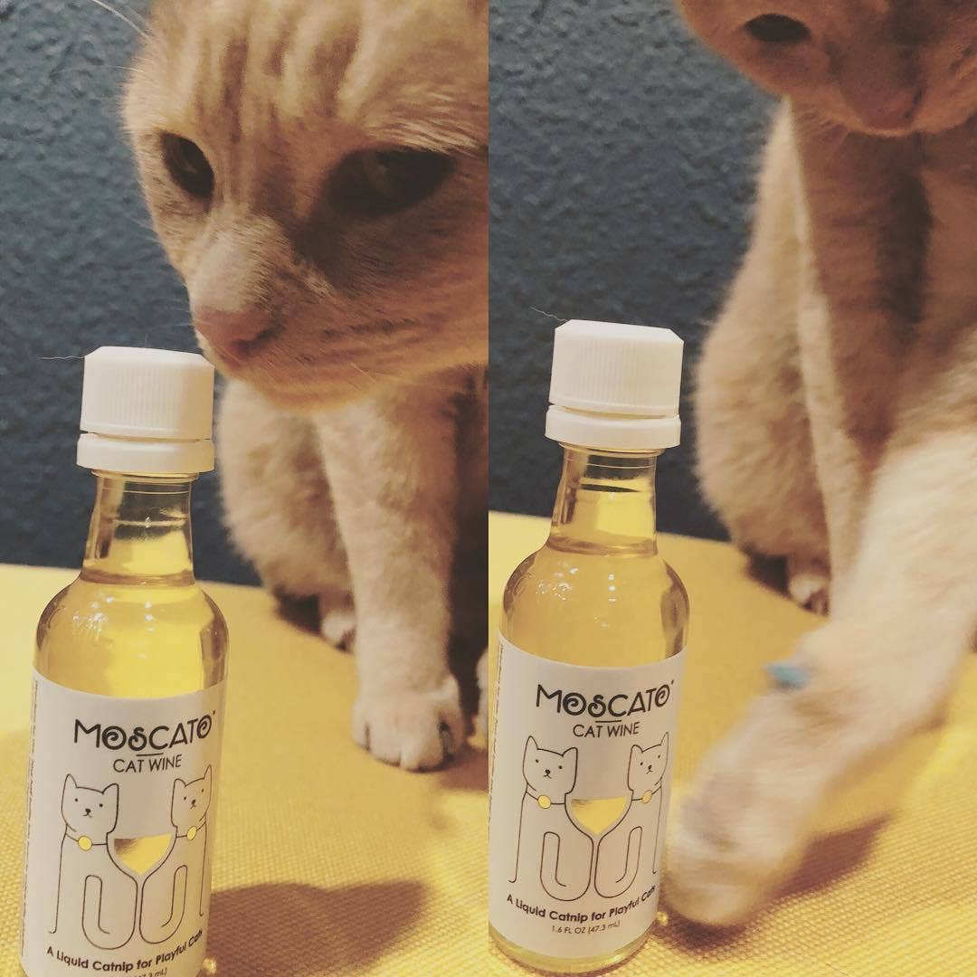 Apollo Peak MosCATo Cat Wine