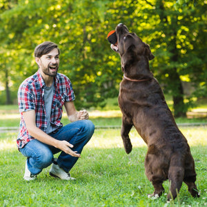 Pilot & Scout Chew N Play Treat Dispensing Dog Toy
