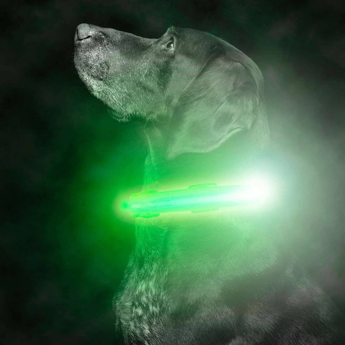Weather-Resistant LED Dog Collar