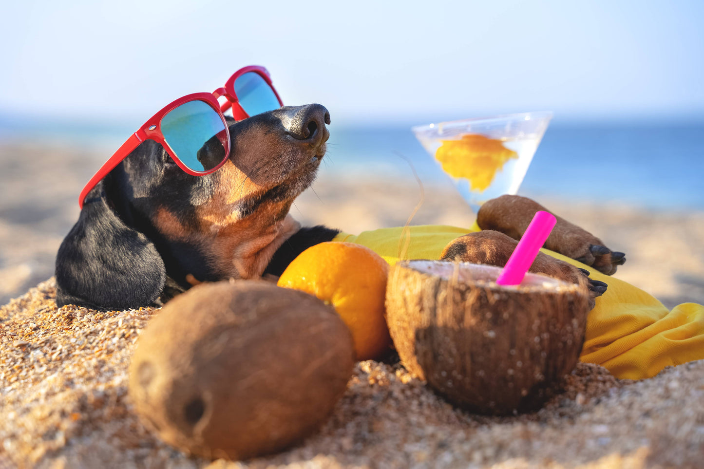 🥥🦴 Woof Island™ Coconut Bones – All-Natural Rawhide-Free Dog Chews