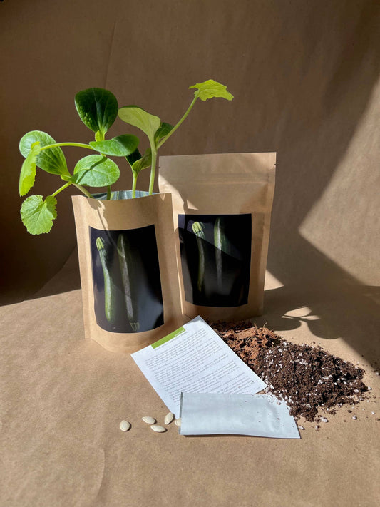 🌱🥒Seed Start | Zucchini | Spring Kitchen Garden Gift