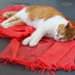Magic Carpet - Play Tent for Cats