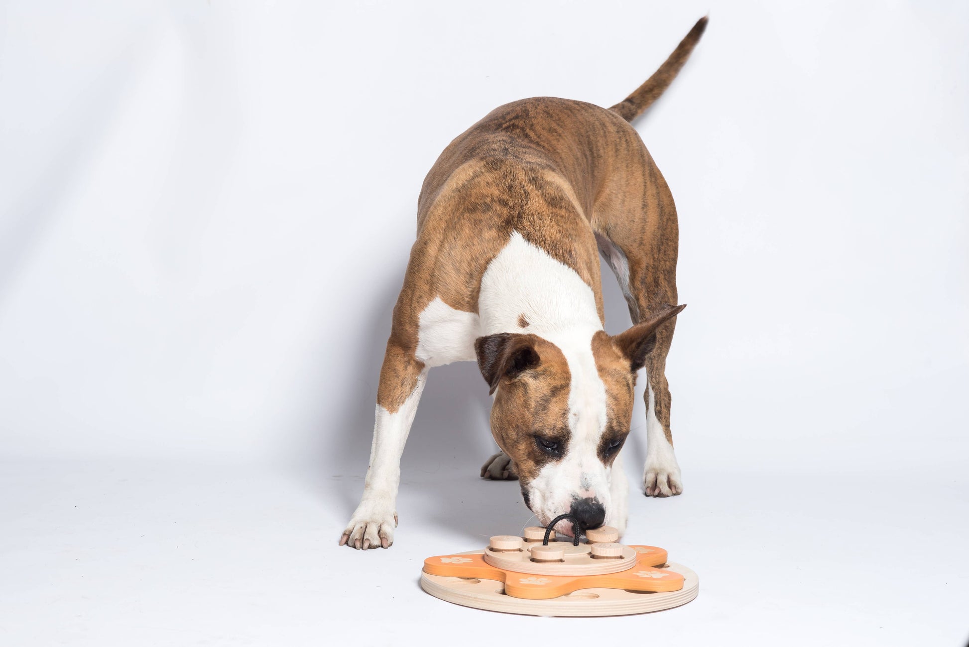 🌼 Dog’s Flower Puzzle Toy – Adjustable Level 1–4 Enrichment Game for Curious Dogs