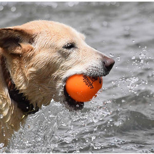 Fetch and Glow Ball