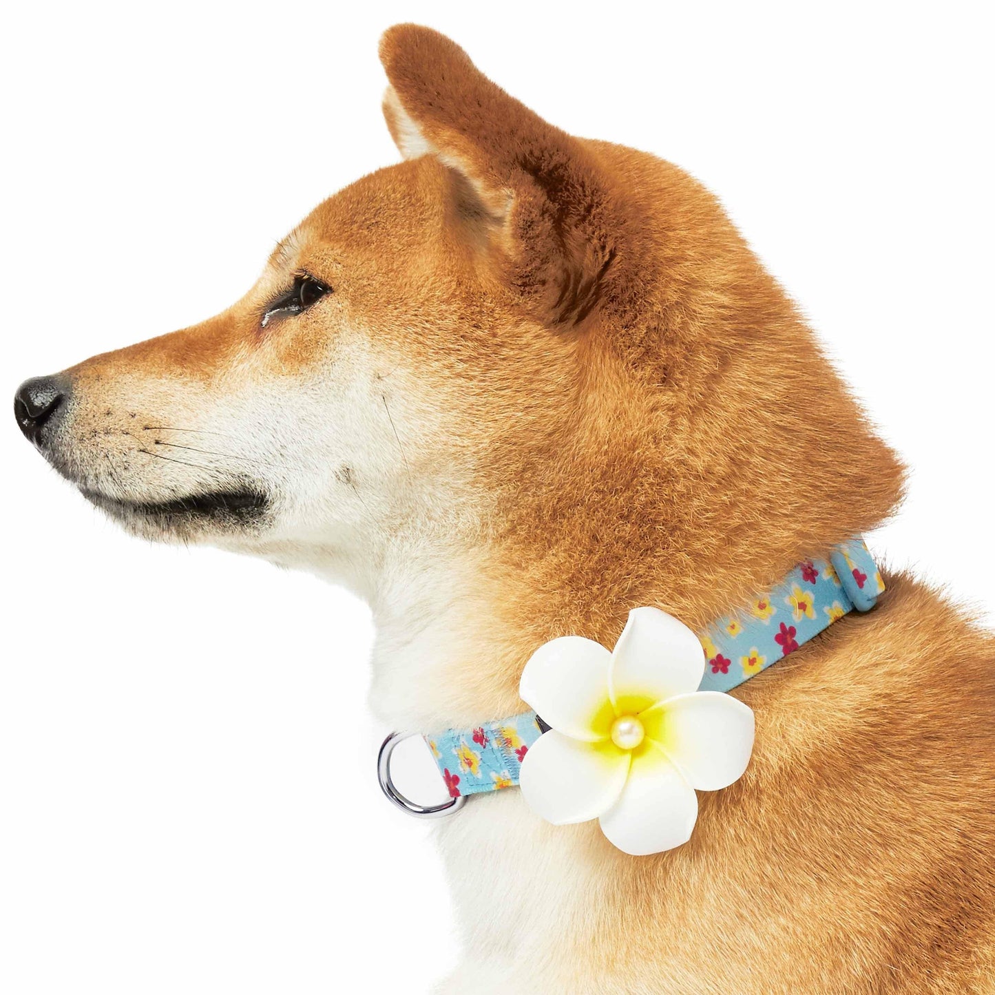 🌺 Tropical Flower Dog Collar – Bright, Durable & Stylish Everyday Wear 🐾