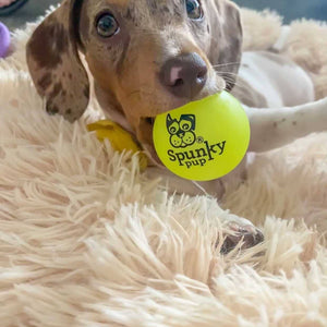 Fetch and Glow Ball