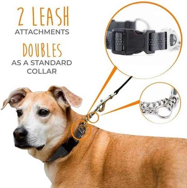 🐾✨Mighty Paw Martingale Collar