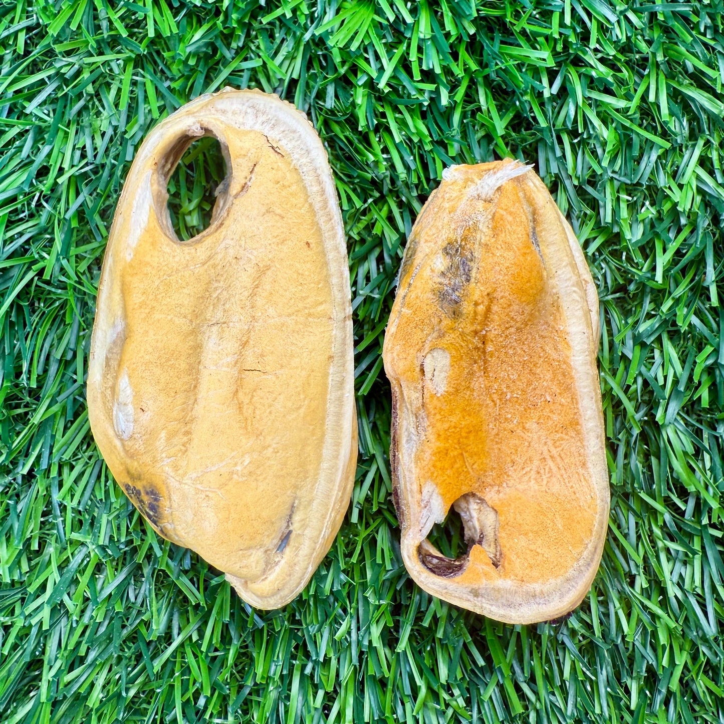 🦪🐶🐱 New Zealand Green Lipped Mussels – Freeze-Dried Treats for Dogs & Cats