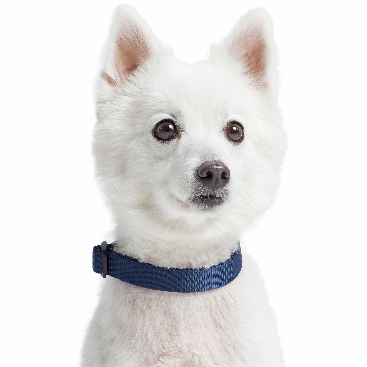🐾🔒Classic Martingale Dog Collar