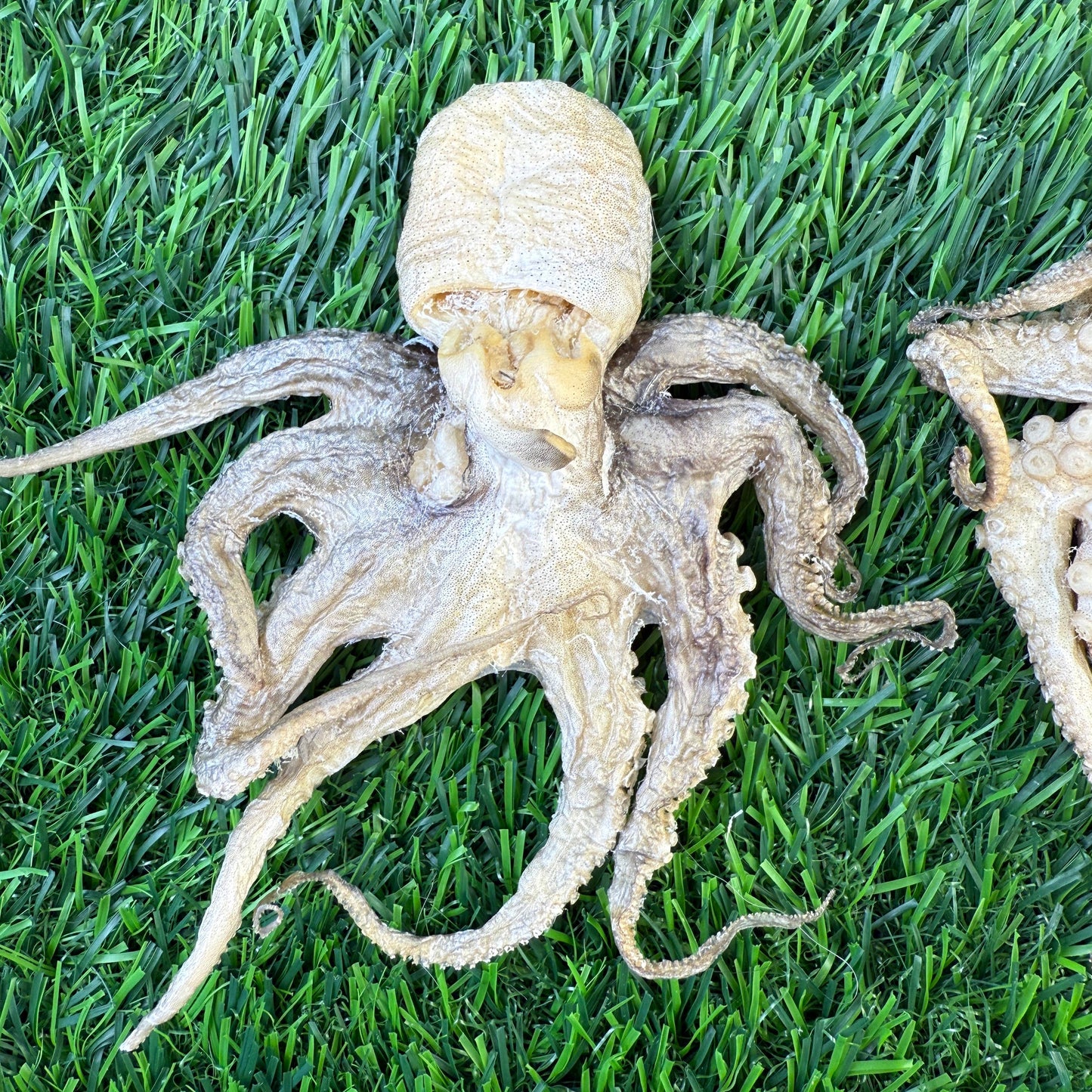 🐙🐶🐱 Freeze-Dried Baby Octopus – Single-Ingredient Treats for Dogs & Cats