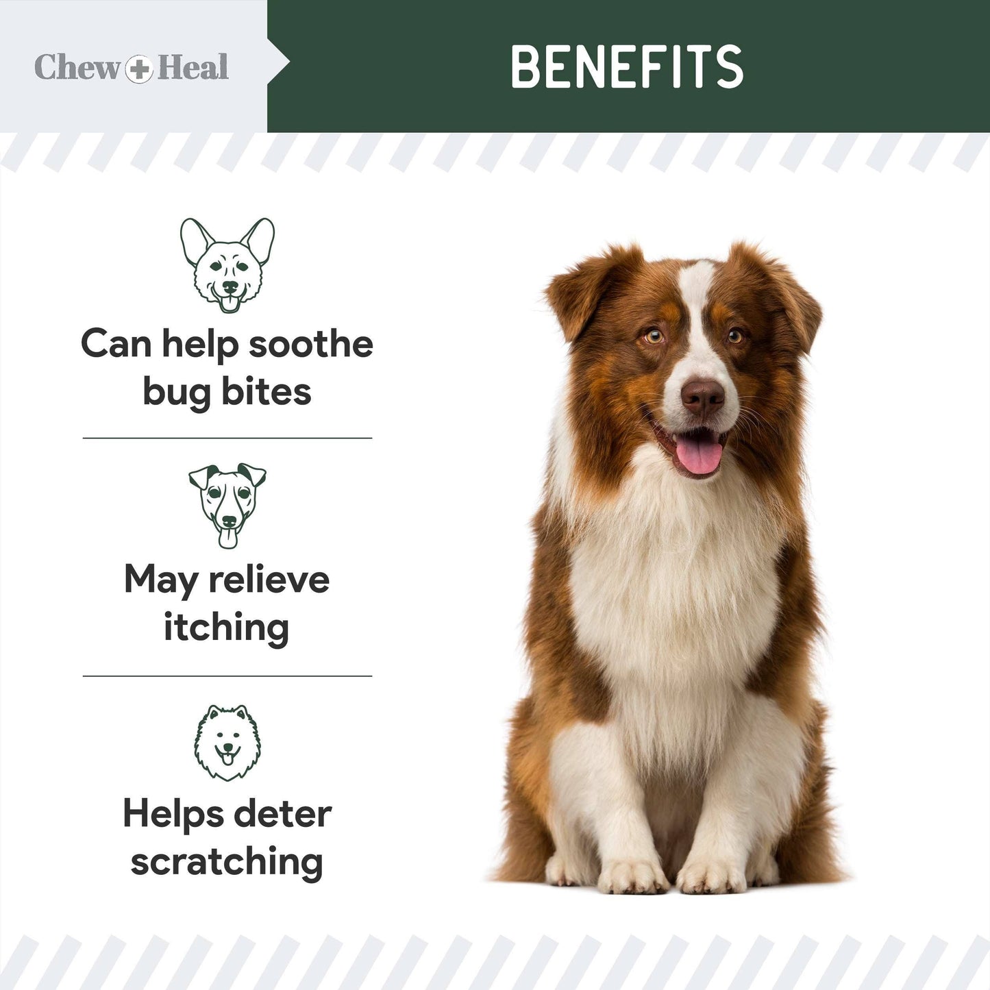 🧴🐾 Hydrocortisone Lotion for Dogs – Fast Itch Relief & Skin Soothing Care