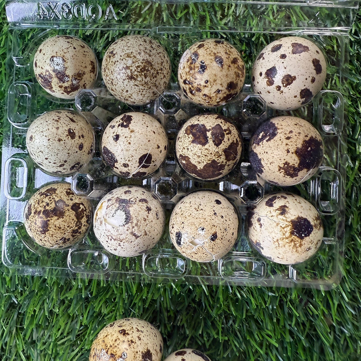 🥚🐶🐱 Freeze-Dried Whole Quail Eggs – Single-Ingredient Treats for Dogs & Cats
