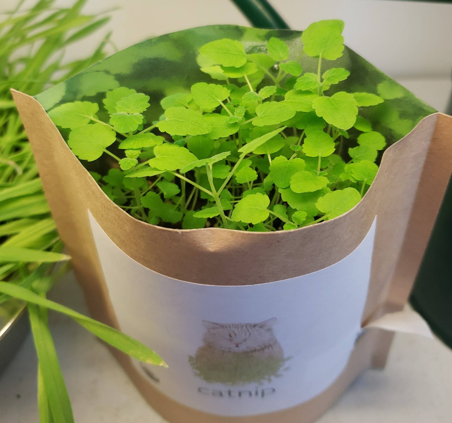 🐱🌱Garden in a Bag | Catnip | Spring Pet Treat Gift