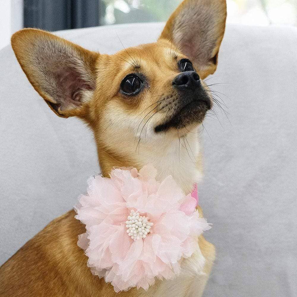 🌸👑 Flower & Pendant Dog Collar Accessory Set