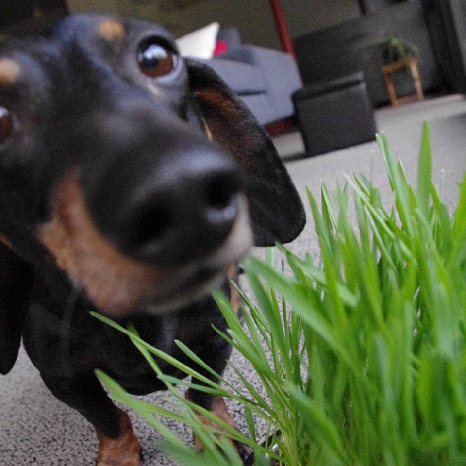 🐶🌱Garden in a Bag | Dog Grass | Spring Pet Treat Gift