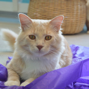 Magic Carpet - Play Tent for Cats