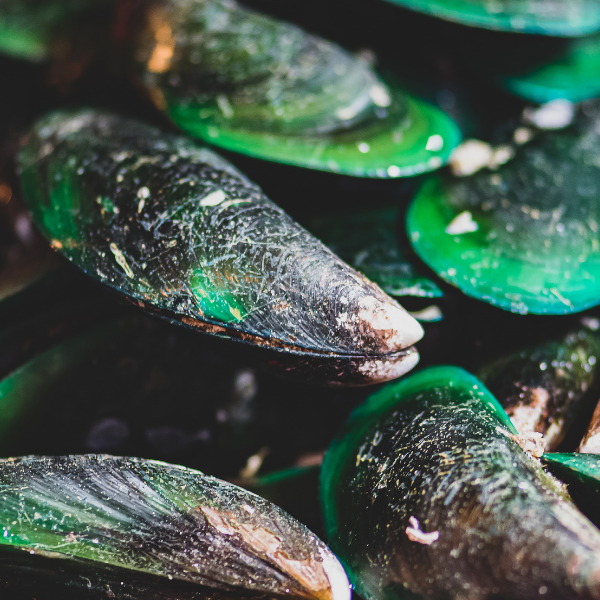 🦪🐾 Green-Lipped Mussel (GLM) Powder for Dogs – Joint Support Superfood