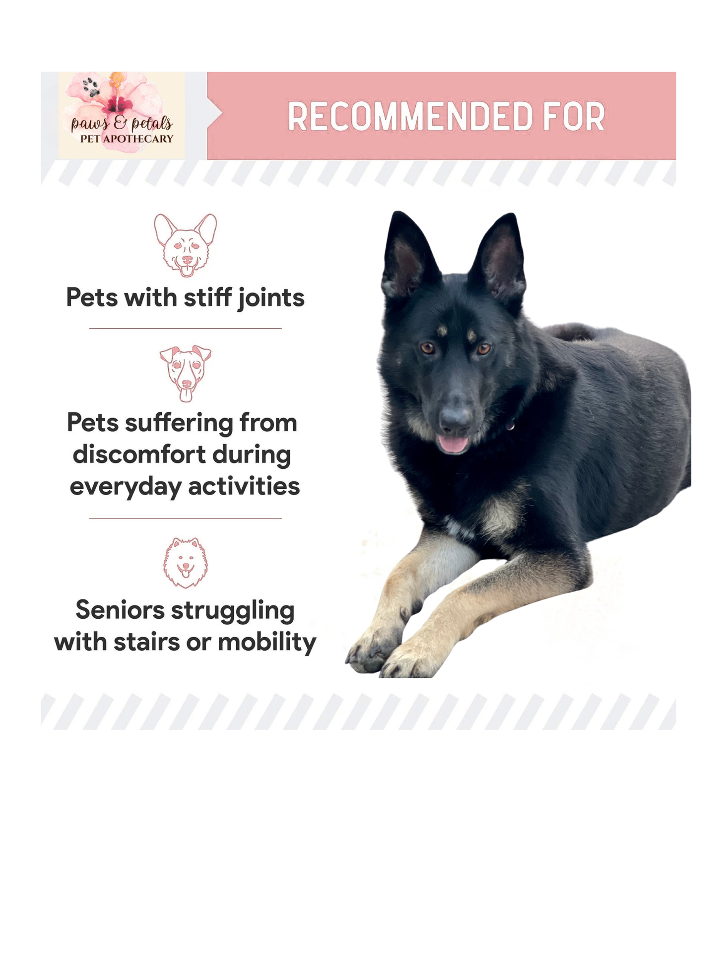 🦪🐾 Green-Lipped Mussel (GLM) Powder for Dogs – Joint Support Superfood