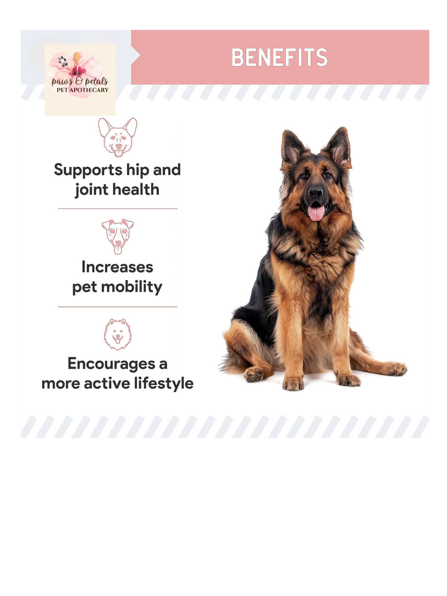 🦪🐾 Green-Lipped Mussel (GLM) Powder for Dogs – Joint Support Superfood